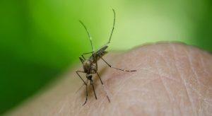 infezioni trasmesse da zanzare