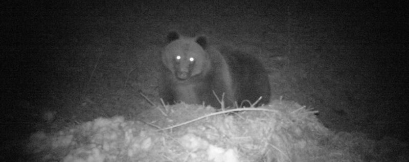 orso strada notte