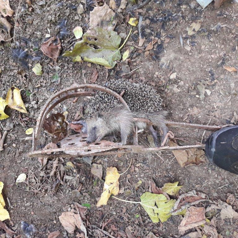 Trappole Trappole