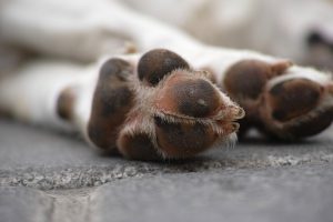 cane trascinato