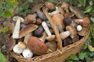 cestino funghi porcini