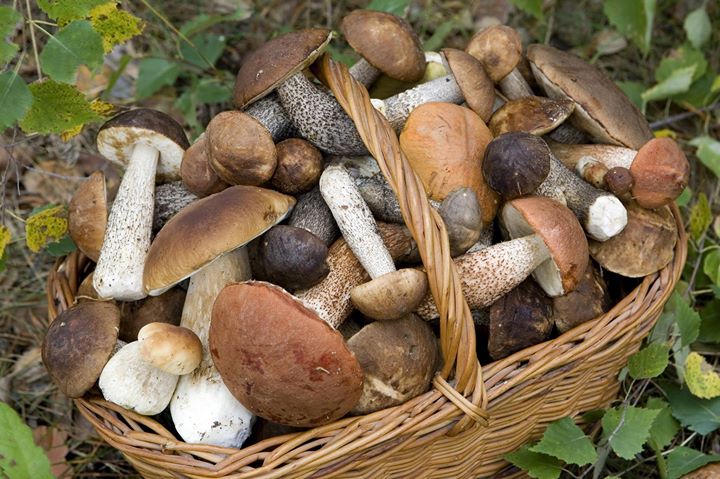 cestino funghi porcini cestino funghi porcini
