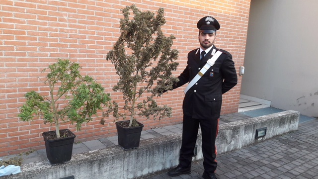 coltivazione marijuana calcinato