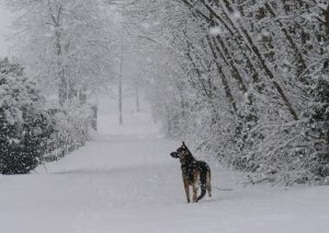 Nevicata