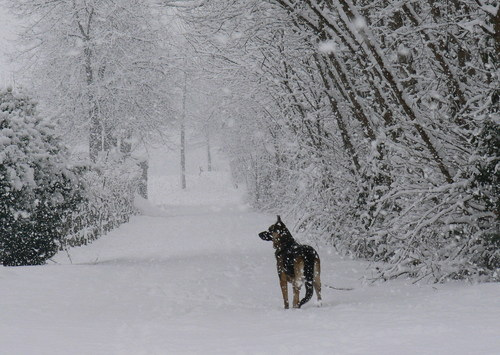 Nevicata Nevicata
