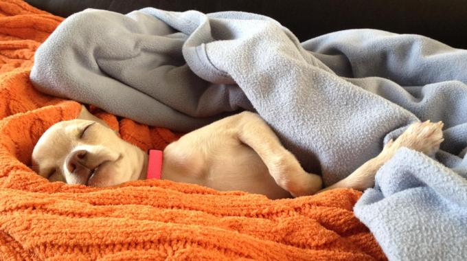 coperte canile