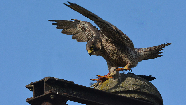 falco falco