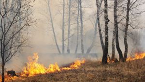 incendio bosco