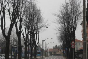alberi tagliati
