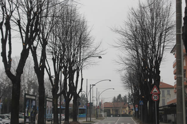 alberi tagliati