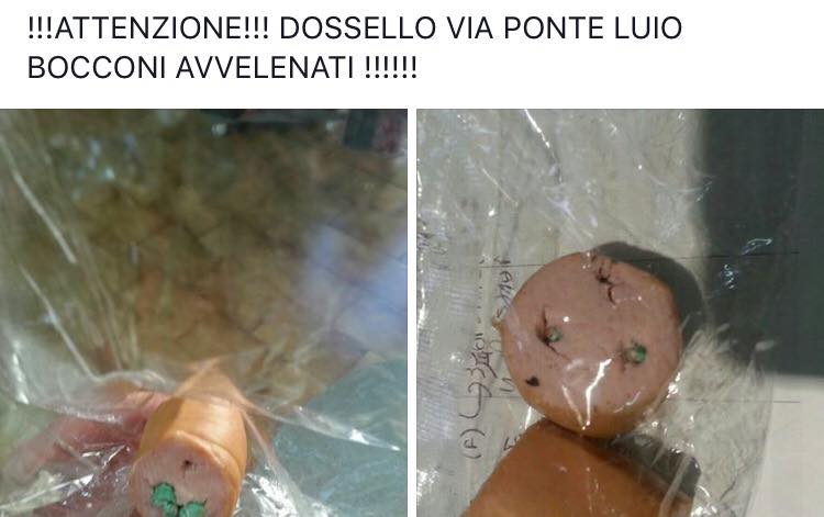bocconi avvelenati dossello albino