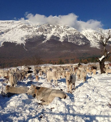 Mucche neve