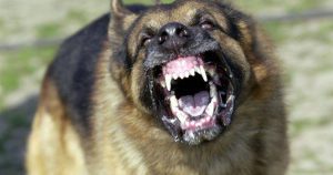 cane feroce