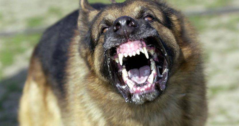 cane feroce cane feroce