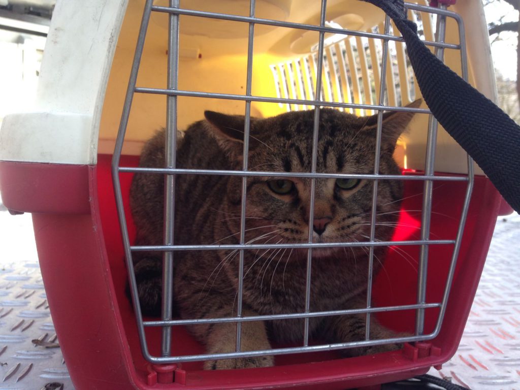 gatto salvato dai vigili del fuoco