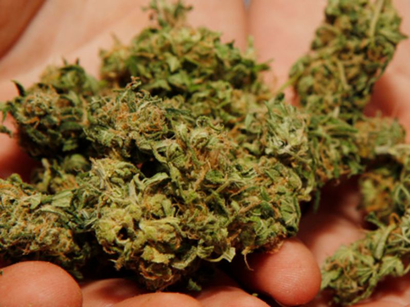 marijuana2 800x600