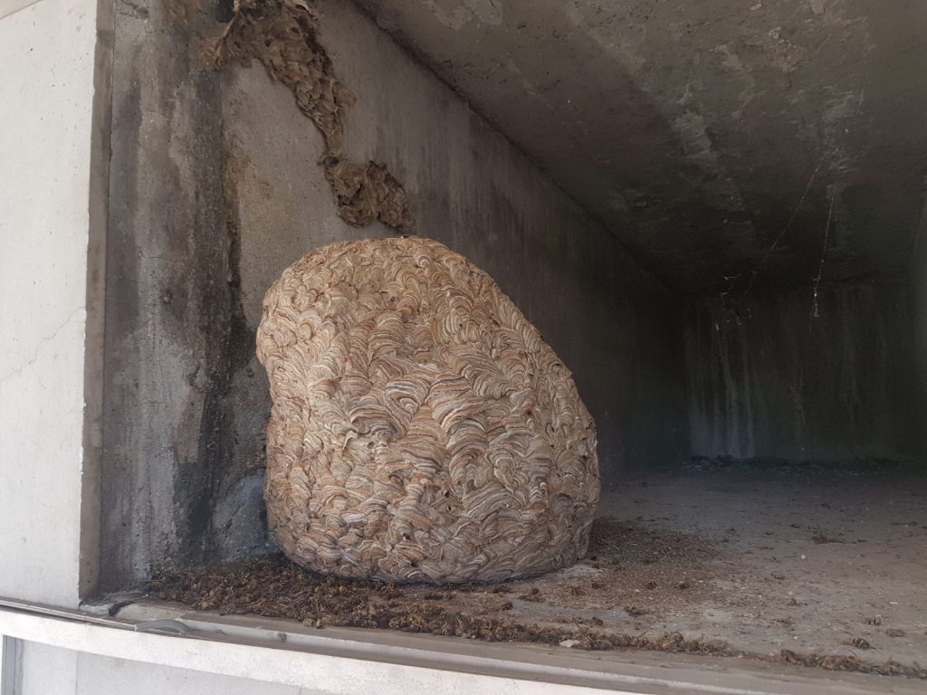 nido vespe cimitero