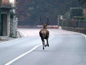animalis elvatici