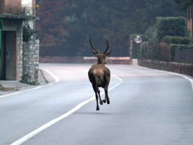 animalis elvatici