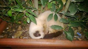 gatto massacrato brescia