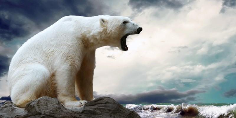 orso morto polmonite