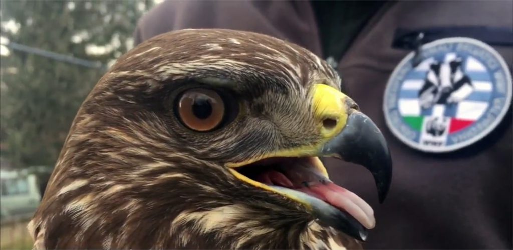 aquila oasi valpredina wwf aquila oasi valpredina wwf