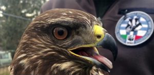 aquila oasi valpredina wwf