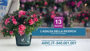 13 maggio 2018 azalea ricerca airc