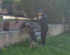 CC cani droga