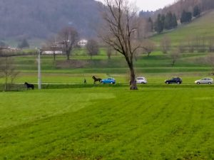 cavallo in fuga clusone