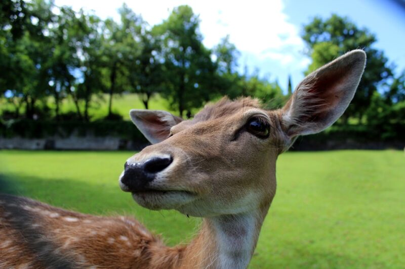 deer 784029 960 720