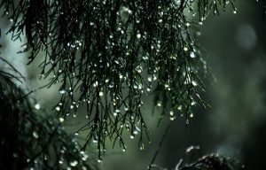 rain