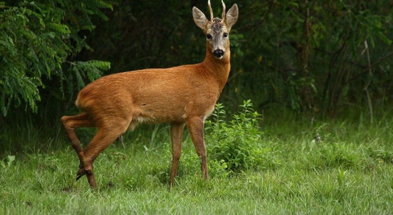 capriolo 1 850x466