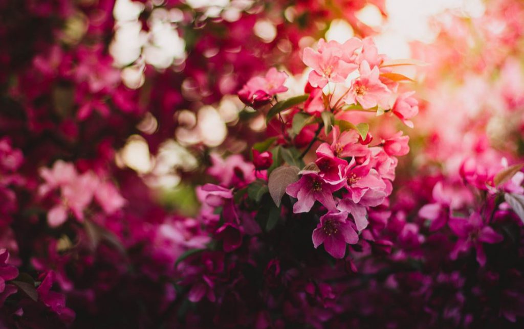 fiori