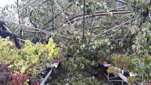 serre sventrate albero