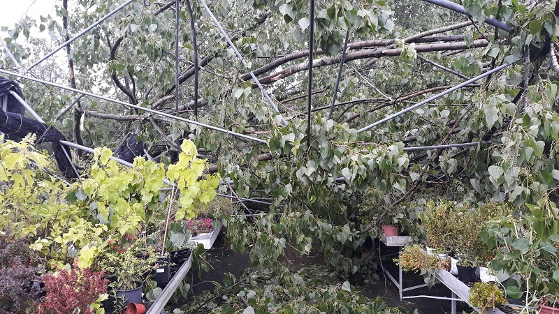 serre sventrate albero serre sventrate albero