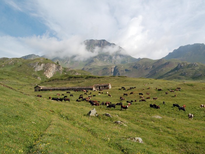 truffa alpeggi truffa alpeggi