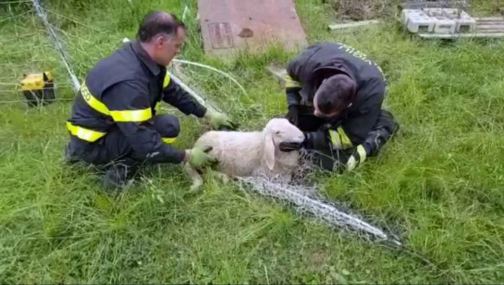 vigili del fuoco pecora