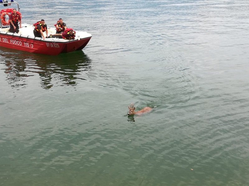 capriolo nel lago parzanica capriolo nel lago parzanica