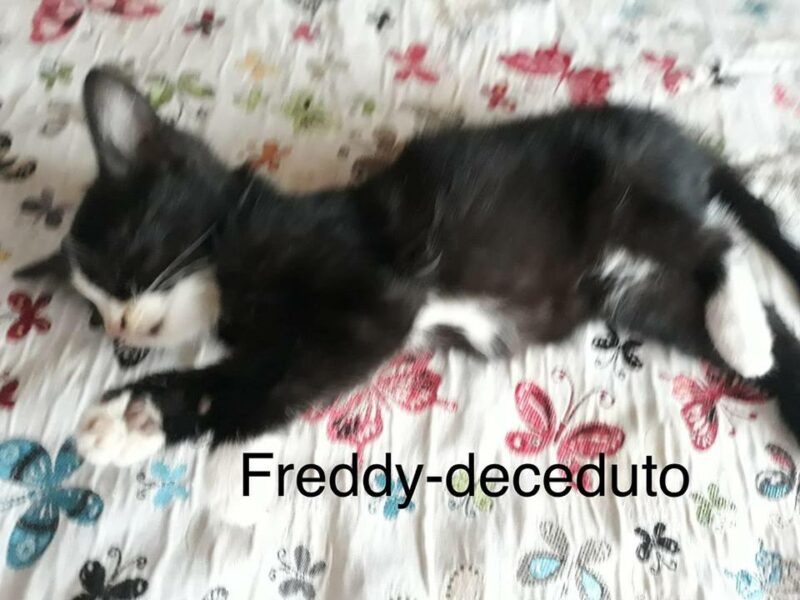freddy deceduto canile colzate freddy deceduto canile colzate