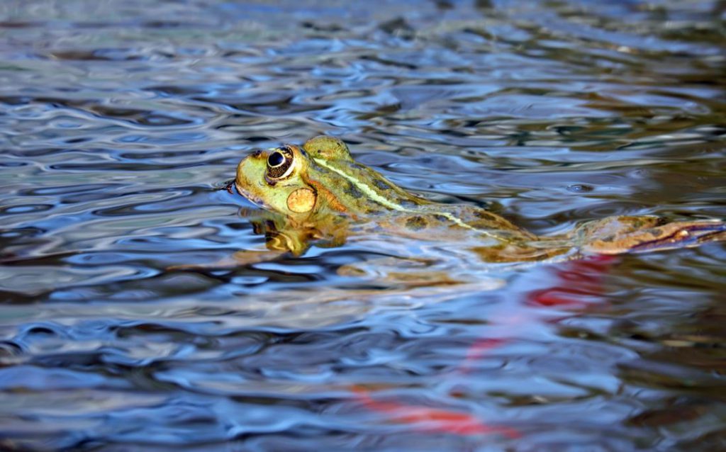 frog frog