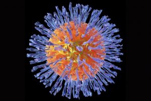 herpes virus