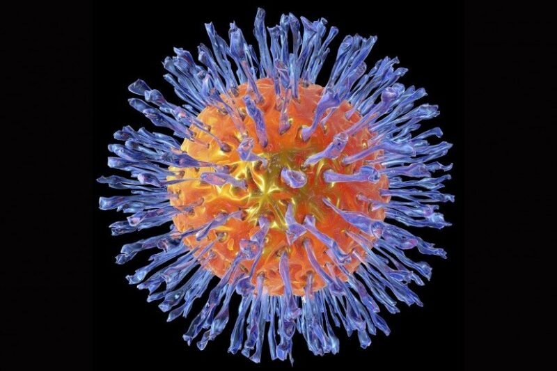 herpes virus herpes virus