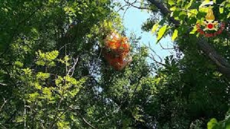Parapoendio su albero