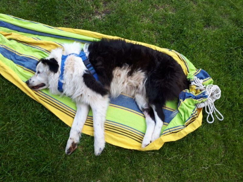 cane cade nel dirupo