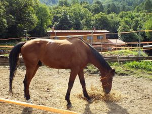 cavallo sequestro sarnico