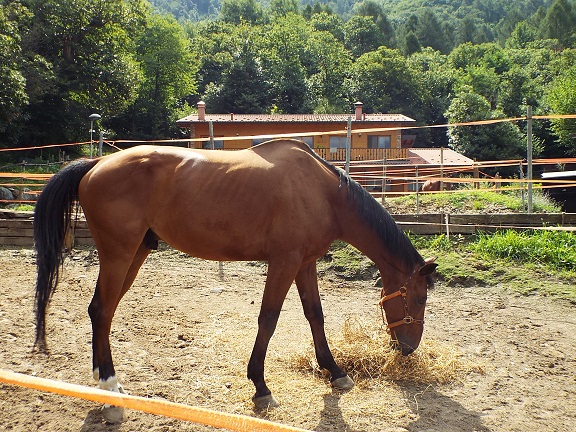 cavallo sequestro sarnico
