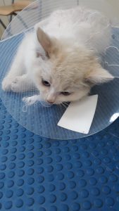 gatto maltrattato clusone