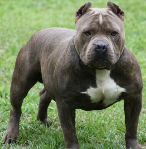 pittbull