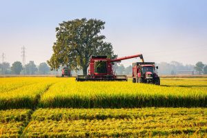 agricoltura riso